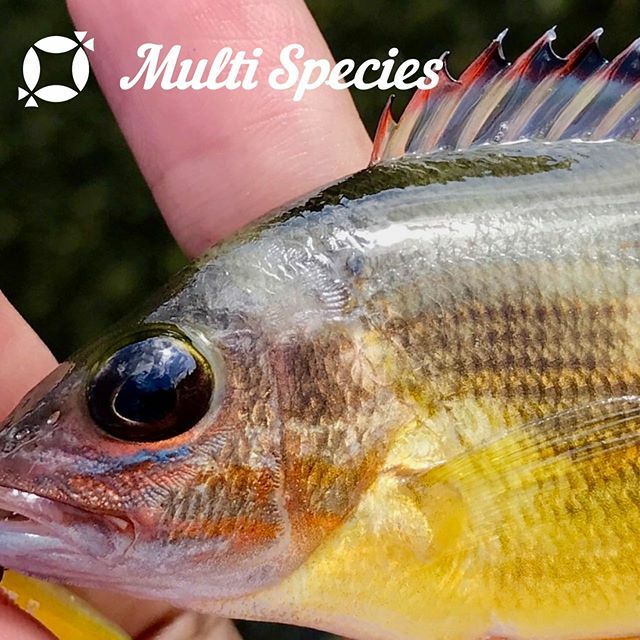 multispecies11's tweet photo. #multispecies #マルチスピーシーズ #multispeciesfishing #マルピ#fish #魚 #釣り #fishing #fishgram #instafish #がさがさ #ガザガザ https://t.co/y1d37WdSrB
