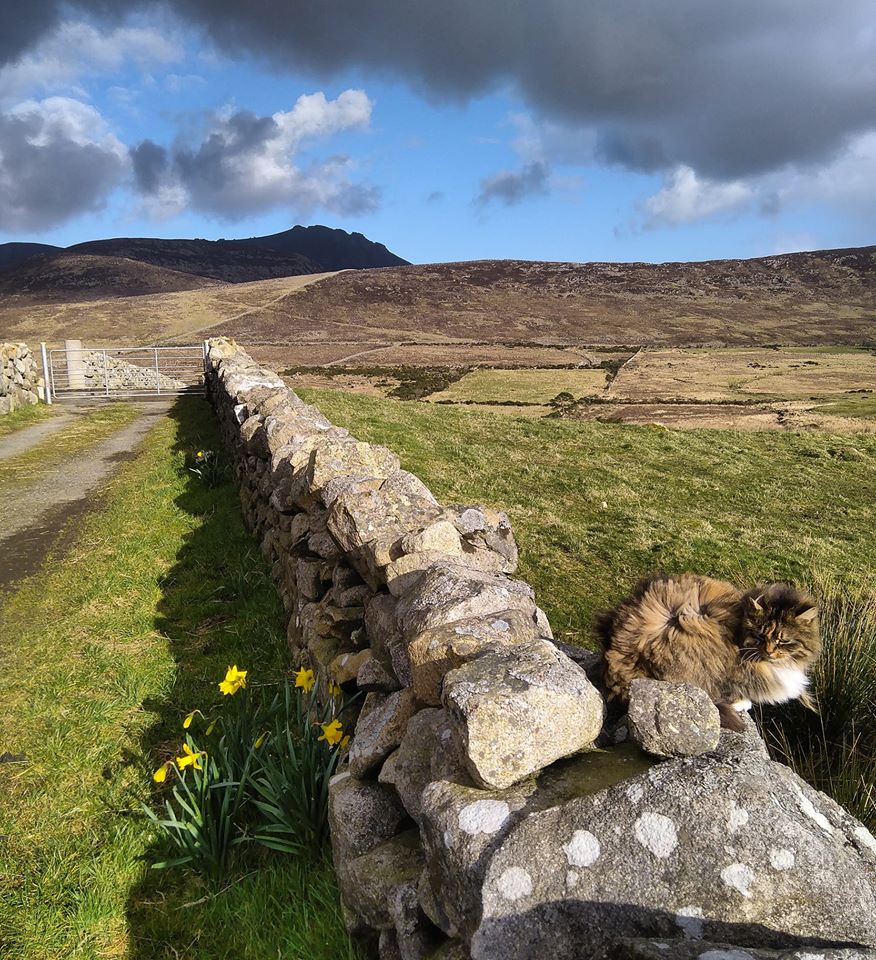 Beautiful Mourne Mountains, Co Down, N  #Ireland. Mournes are made up of 12 mountains with 15 peaks & include the famous Mourne wall (keeps sheep & cattle out of reservoir)! Area of Outstanding Natural Beauty. Partly  @NationalTrustNI. Daniel Mcevoy (with lovely cat!)  #caturday