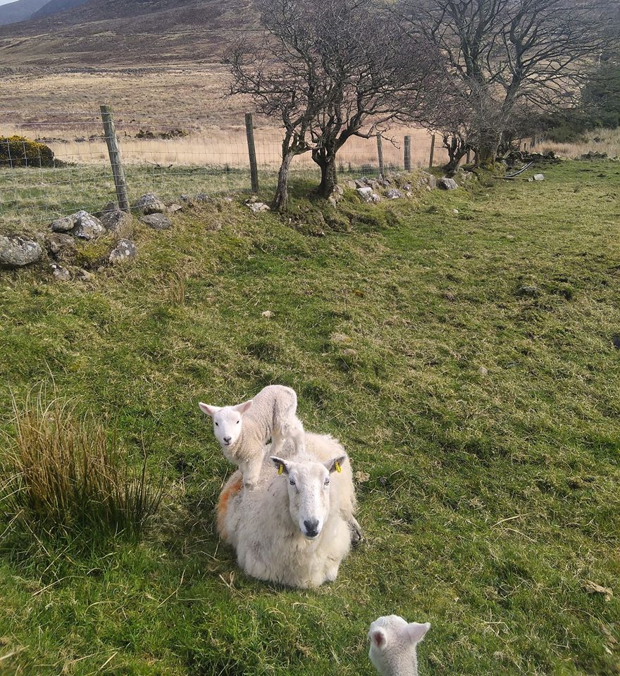 Beautiful Mourne Mountains, Co Down, N  #Ireland. Mournes are made up of 12 mountains with 15 peaks & include the famous Mourne wall (keeps sheep & cattle out of reservoir)! Area of Outstanding Natural Beauty. Partly  @NationalTrustNI. Daniel Mcevoy (with lovely cat!)  #caturday