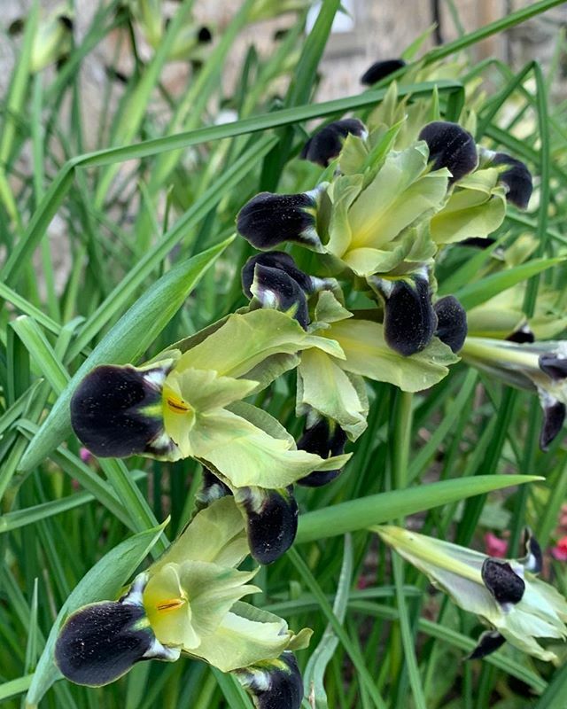 ThorntonHallGar's tweet photo. Iris tuberosa or more commonly known as the widow iris due to its black falls with a green edge. Not your usual early spring flower but one that we love due to its sweet scent which increases in sunshine making it an irresistible cut flower. It’s very ha… https://t.co/pRsZHPxDcb https://t.co/avISmxTzFe