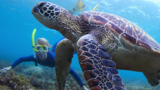 RainbowScuba: KGoetz2005 : Always lot of fun with turtles underwater!
#Hawaii #scuba #Gopro customers #turtles #underwatertour #fundiving #hawaiiangreenseaturtle #happydivers #scubadivingdaily #giantseaturtle #fundivingday ift.tt/32c5Ync hawaii…