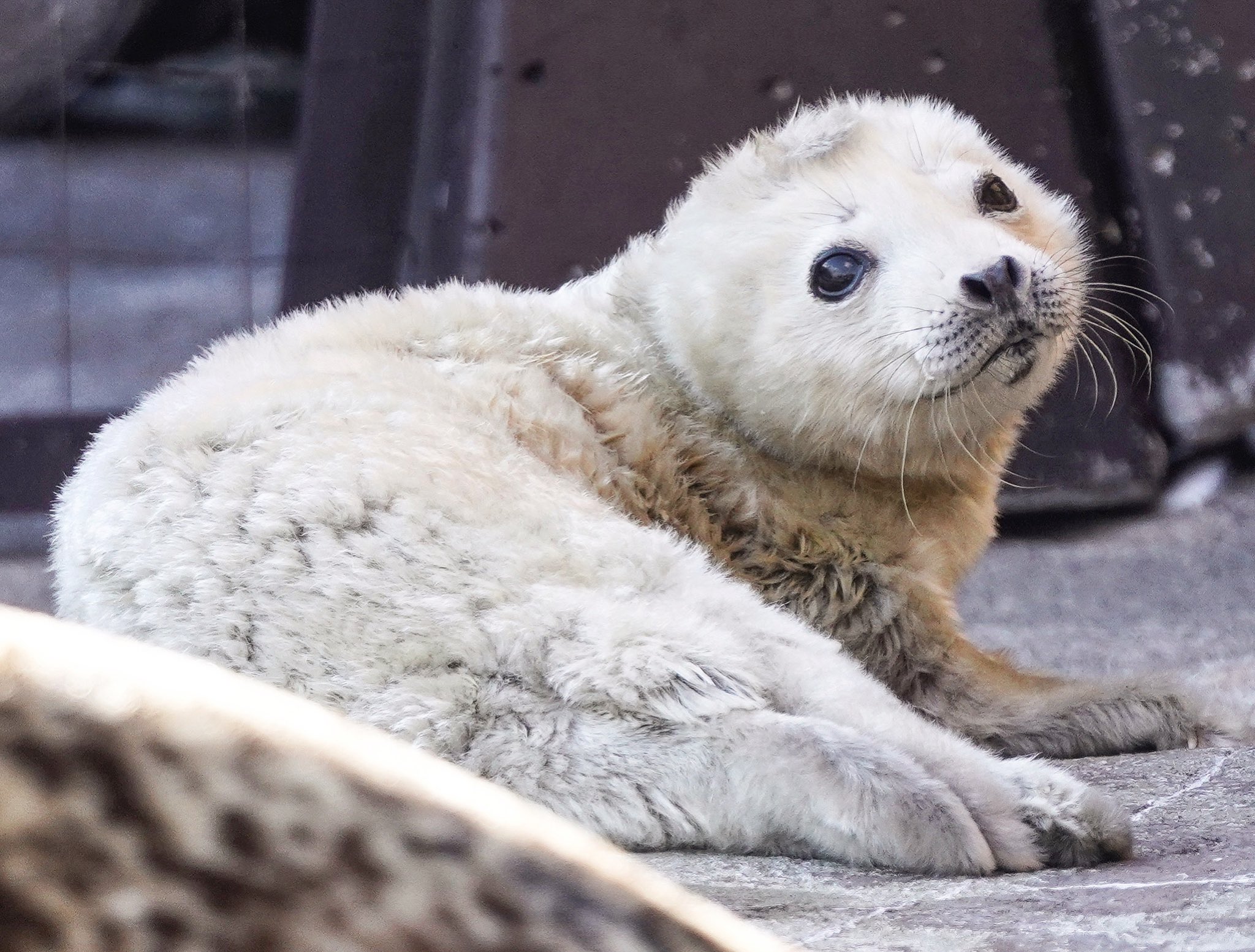 Riku 旭山動物園のアザラシの赤ちゃん 本日 誕生したそうです お母さんが赤ちゃんを守ろうとして鳥を威嚇し それを追い払ってあげようとした飼育員さんも威嚇してました アザラシ 赤ちゃん 旭山動物園