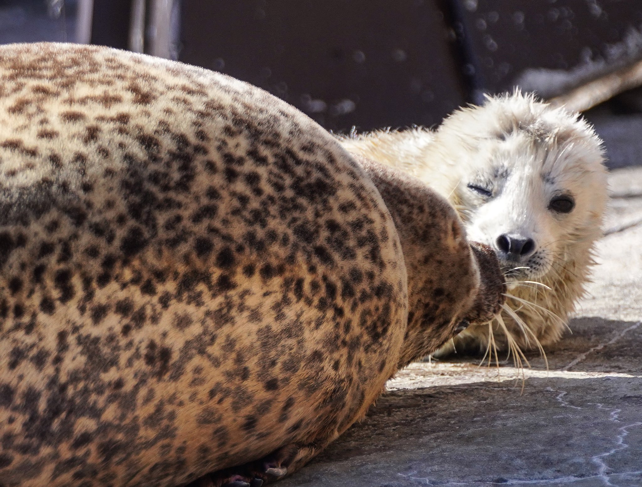 旭山動物園で生まれたアザラシの赤ちゃんがふわふわで可愛すぎる 話題の画像プラス 旭山動物園で生まれたアザラシの赤ちゃんがふわふわで可愛すぎる 話題の画像プラス