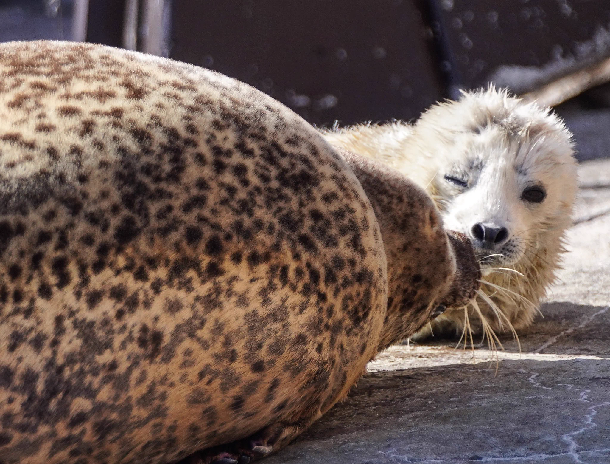 旭山動物園で生まれたアザラシの赤ちゃんがふわふわで可愛すぎる