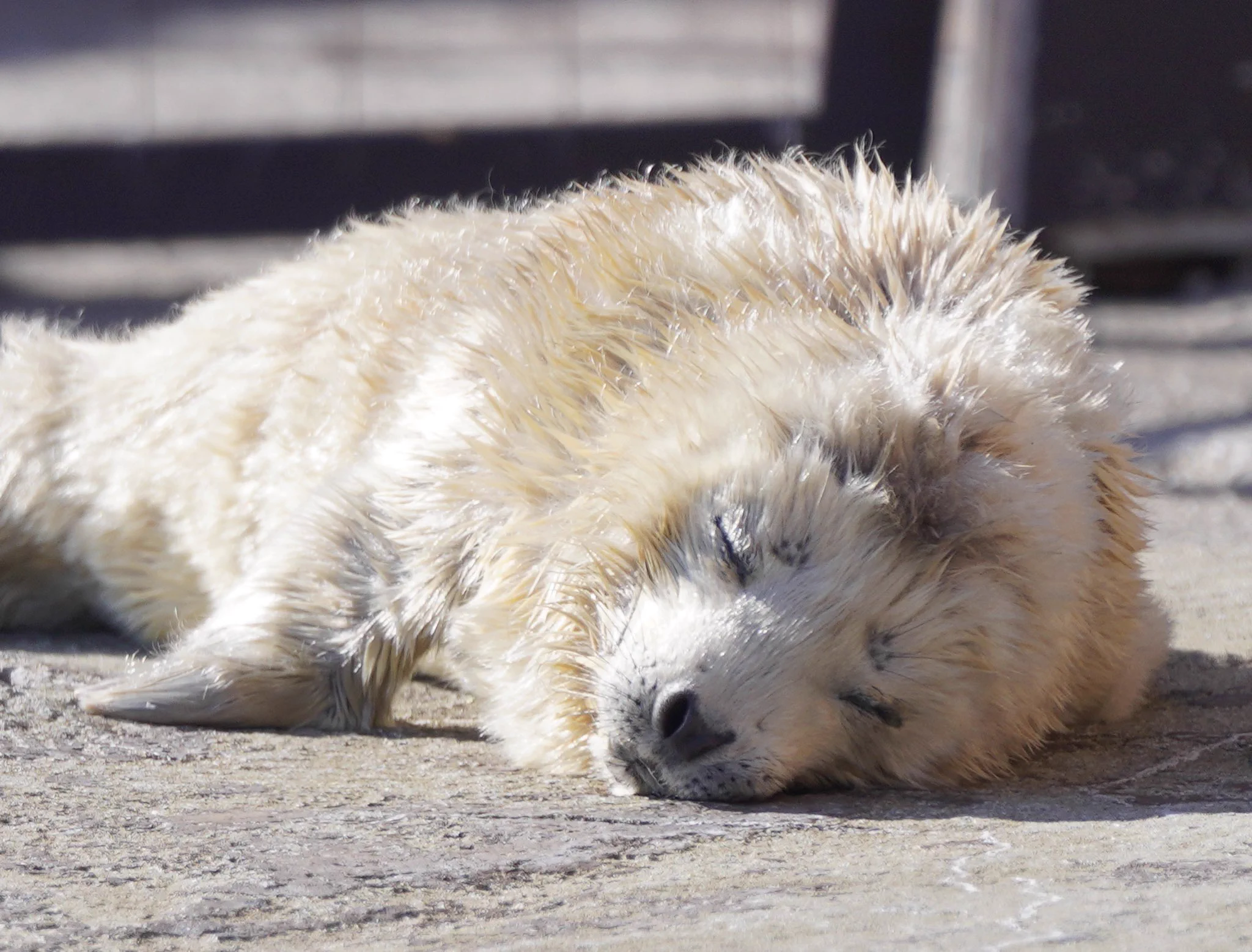 旭山動物園で生まれたアザラシの赤ちゃんがふわふわで可愛すぎる