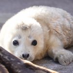 旭山動物園で生まれたアザラシの赤ちゃんがふわふわで可愛すぎる