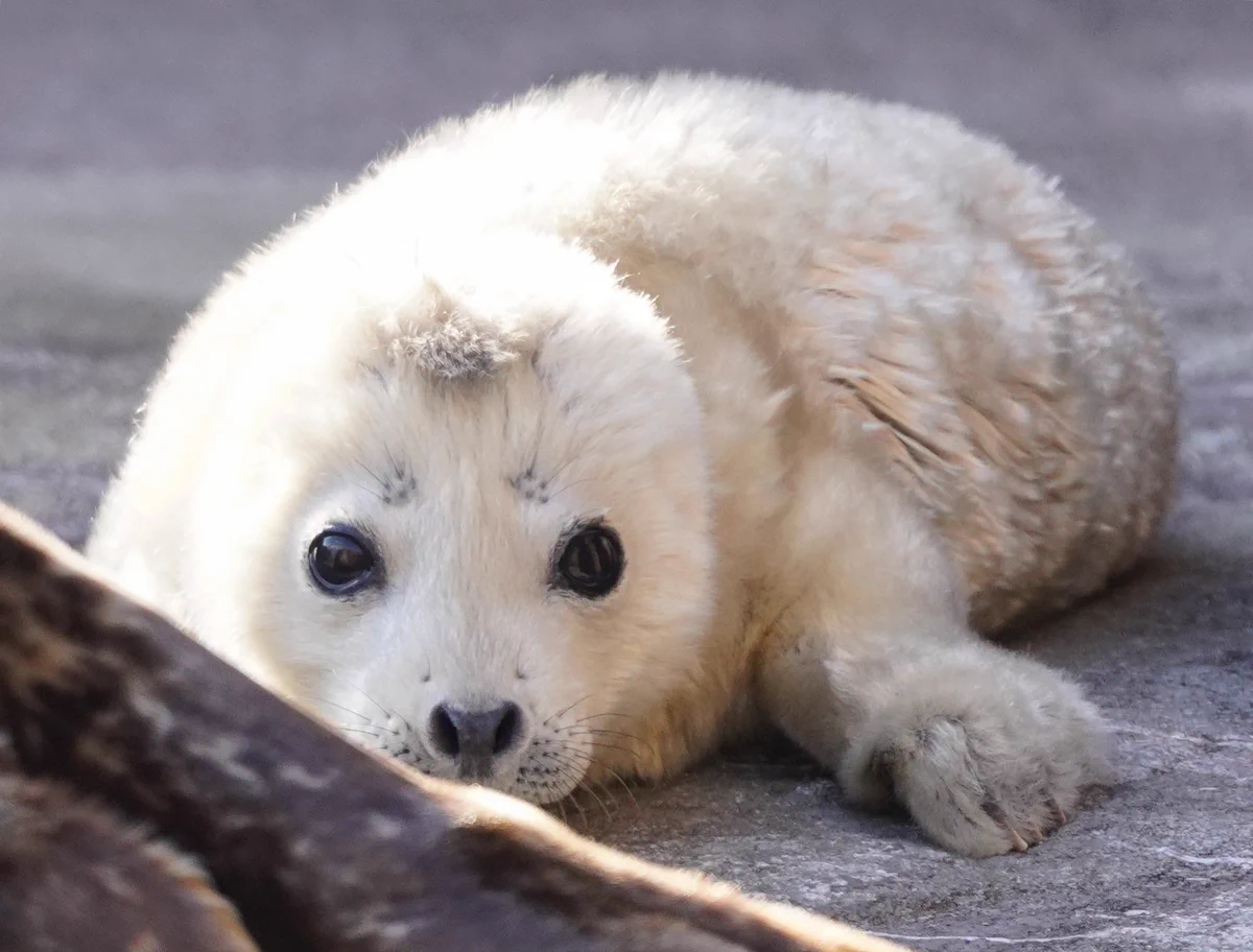 旭山動物園で生まれたアザラシの赤ちゃんがふわふわで可愛すぎる