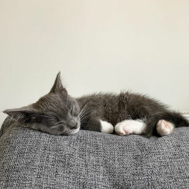 So yesterday we did a thing. Something that we had down as a ‘someday/maybe’ thing. But yesterday we bit the bullet, the stars aligned and we said yes. ❤️ This is Sid ❤️ We know this time is going to be tough on the kids and wanted them to remember this … ift.tt/3bdzPid