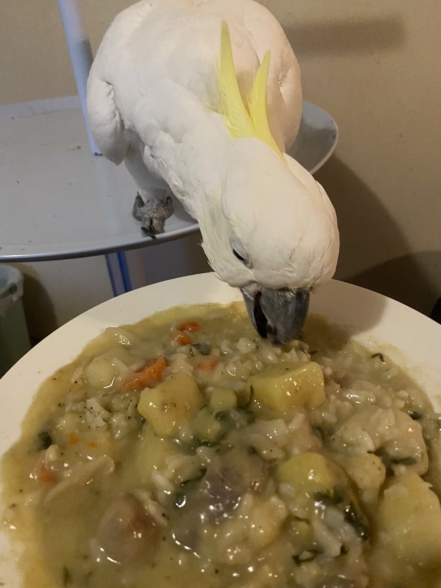 tyabblemons's tweet photo. Buddy and I are enjoying last night’s Thai green curry - even better today.
#dinnerwithafriend https://t.co/bI1J6fZ9II