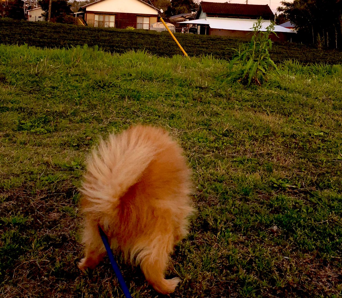 コロナなんてウンコよのうにポイするワウ🐶