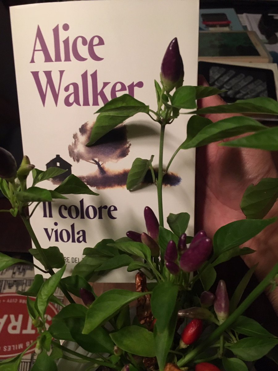 edizioniSUR's tweet photo. Come raccontare una newsletter in cui si danza tra Manuel Puig, i peperoncini viola, Julio Cortázar e il bird couching? 
Non si può, quindi leggetela e fatevi trasportare dai passi del diario del nostro editore, Marco Cassini. 
#InCasaEditrice #leggoSUR
➡️ https://t.co/hB7ZtJXdzc https://t.co/gDup3JgD85