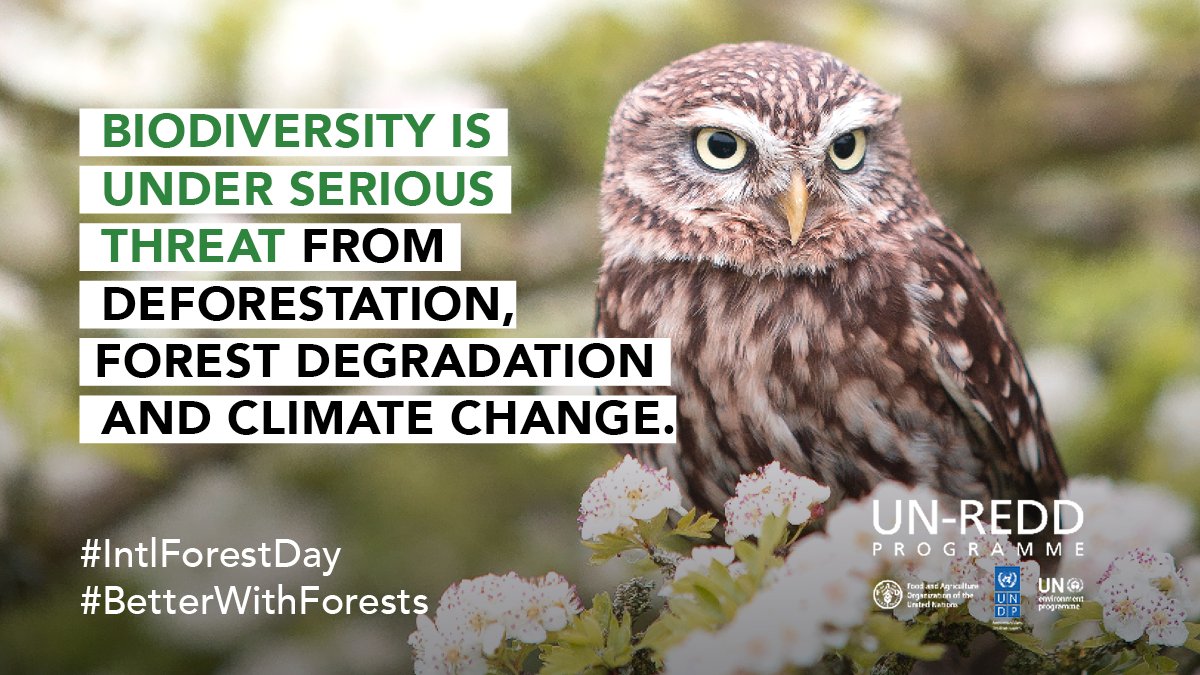 It's #IntlForestsDay. The campaign is to help people understand that we are #BetterWithForests and depletion of the #forest bioresources is having huge consequences to our quality of living and impacting #ClimateChange. Let's halt depletion of forest cover. Too Precious to Lose!