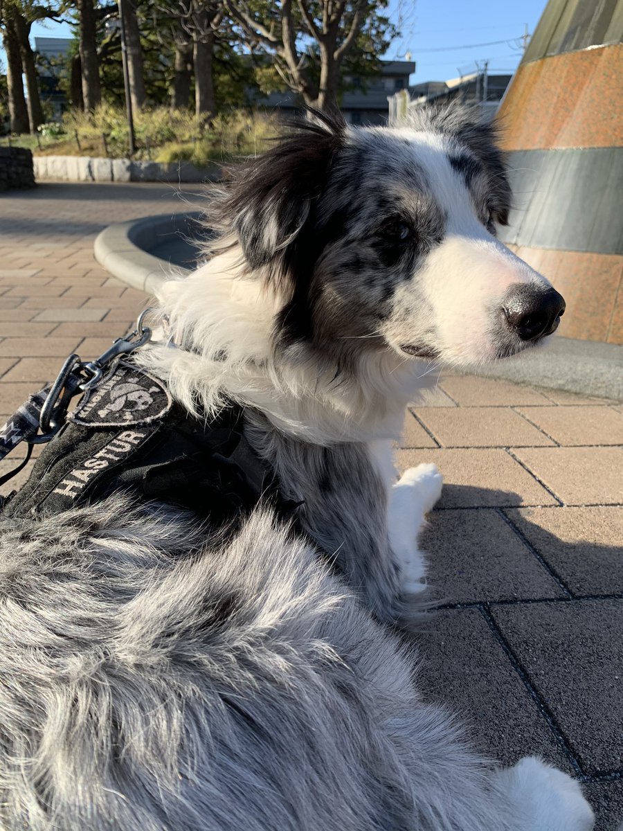 ᴥ ファロール ハスター ᴥ Twitterren 多分ブルーマールのボーダーコリー 又はシェルティかなぁ 参考写真 ウチの ボーダーコリー