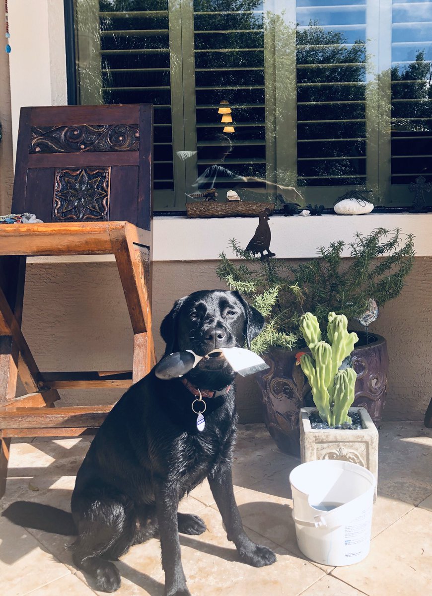 FernsFrens's tweet photo. Well my hoomans have decided to complete quarantine projects. Today?? Window cleaning. I’m a goob helper. Do you have a project? Send me your photo!! https://t.co/2QejtpJMCq