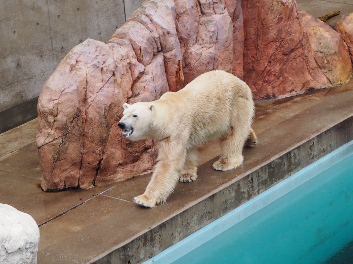Nattu N 妖毛thethe しろくまさんとぺんぎんさん 水族館でシロクマに出会えるとは思ってなかった イワトビさんみんな奥にいてよく見えなかったなぁ Nattu N 妖毛thethe しろくまさんとぺんぎんさん 水族館でシロクマに出会えるとは思ってなかった イワトビさんみんな奥にいてよく見えなかったなぁ