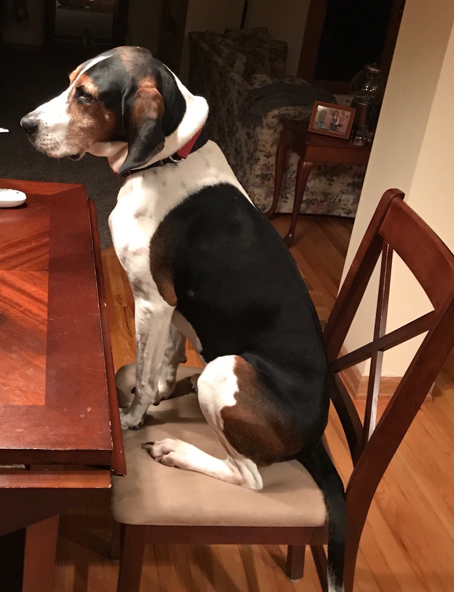 aahylandb's tweet photo. Jake waiting for dinner. https://t.co/deUV433lM3
