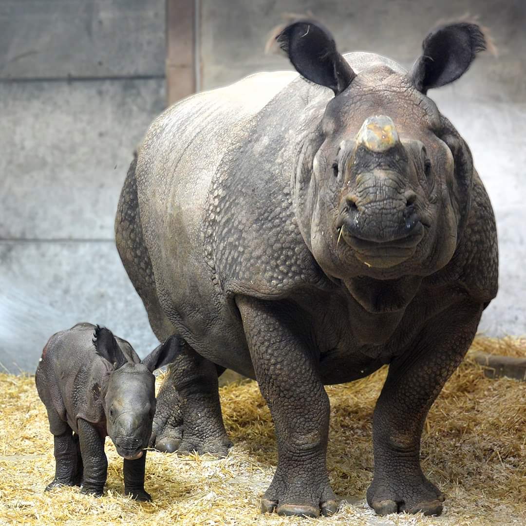DenverZoo's tweet photo. Will this little lady be named Talli, Pemba or Joona? Cast your vote to help us name her! https://t.co/Os0tTVkmsv https://t.co/yLY8lGiOZA