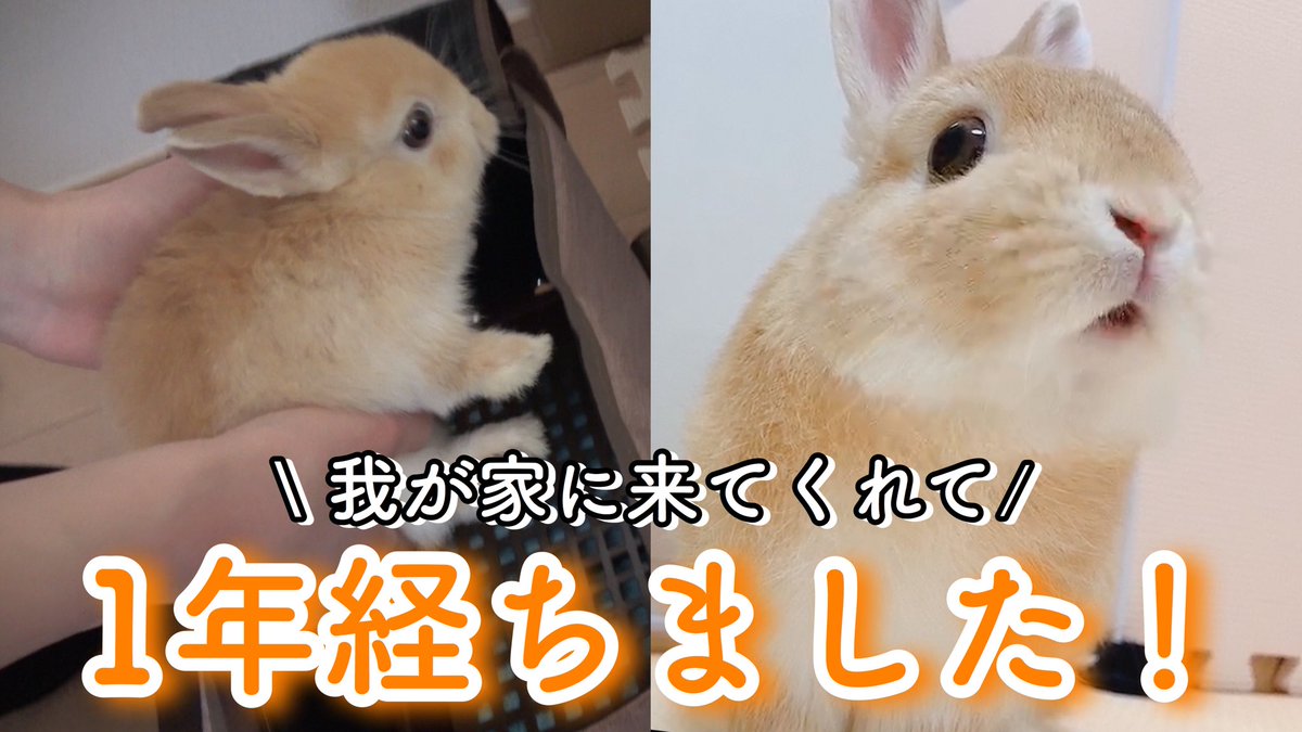 もこ Usagi Moko Twitter もこ Usagi Moko Twitter