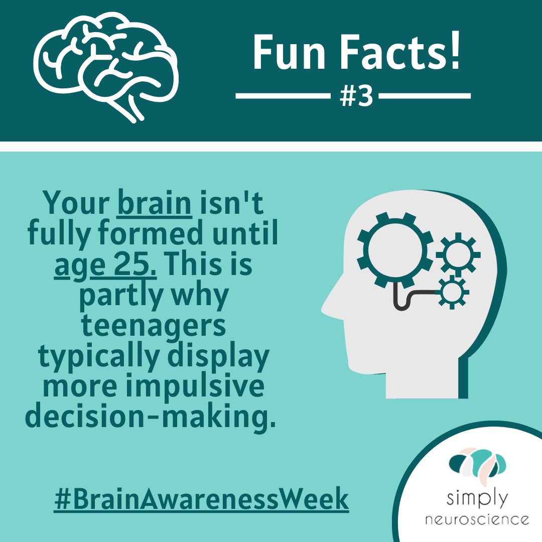 simplyneurosci's tweet photo. Celebrate #BrainAwarenessWeek with us here at Simply Neuroscience with these five fun facts about the #brain! 🧠🌟
#3: Your brain isn’t fully formed until age 25! 
#neuroscience #psychology #BrainScience #funfact #brainawarenessweek2020 #StayAtHome #SocialDistancing #MentalHealth https://t.co/zAHHL0c1G2