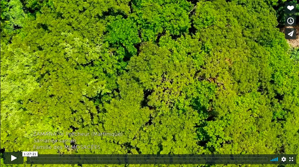 JIF_France's tweet photo. Aujourd'hui, à l'occasion de la Journée Internationale des Forêts, nous vous amenons un petit bout de #forêt chez vous !
Découvrez aujourd'hui gratuitement le #film "Les Arbres Remarquables, un patrimoine à protéger" 🌳🌲
Bon film ! 🍿 #JIF2020 https://t.co/kEjKGy1jsd https://t.co/xNGwRmOreF