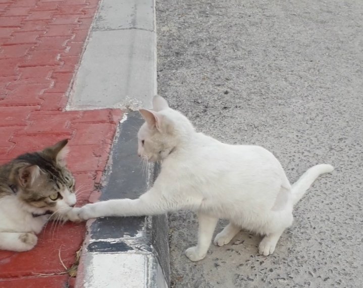 CatsCompound's tweet photo. Meow update:
Take my paw #MrLT, lets think about the hoomans who are in #SelfIsolation right now & send them lots of kitty love to cheer them up 😻 🐾
#CatsOfTwitter
#QatarCats
#AdoptDontShop https://t.co/EiLnb7Re2S