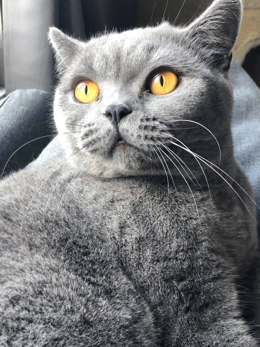 pedigreeBSH's tweet photo. @iCatCare #felinefriday https://t.co/gtCswansUL
