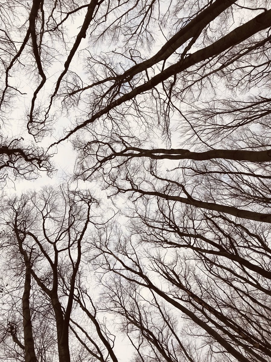JosephStec's tweet photo. Hypnotizing trees during this morning’s socially distances walk and reading session.  #kyiv #trees #ukraine #CoronavirusPandemic #COVID @kyiv @UA_EUMission @Ukraine https://t.co/o6Ot1nXrBM