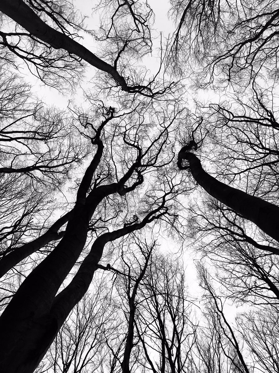 JosephStec's tweet photo. Hypnotizing trees during this morning’s socially distances walk and reading session.  #kyiv #trees #ukraine #CoronavirusPandemic #COVID @kyiv @UA_EUMission @Ukraine https://t.co/o6Ot1nXrBM