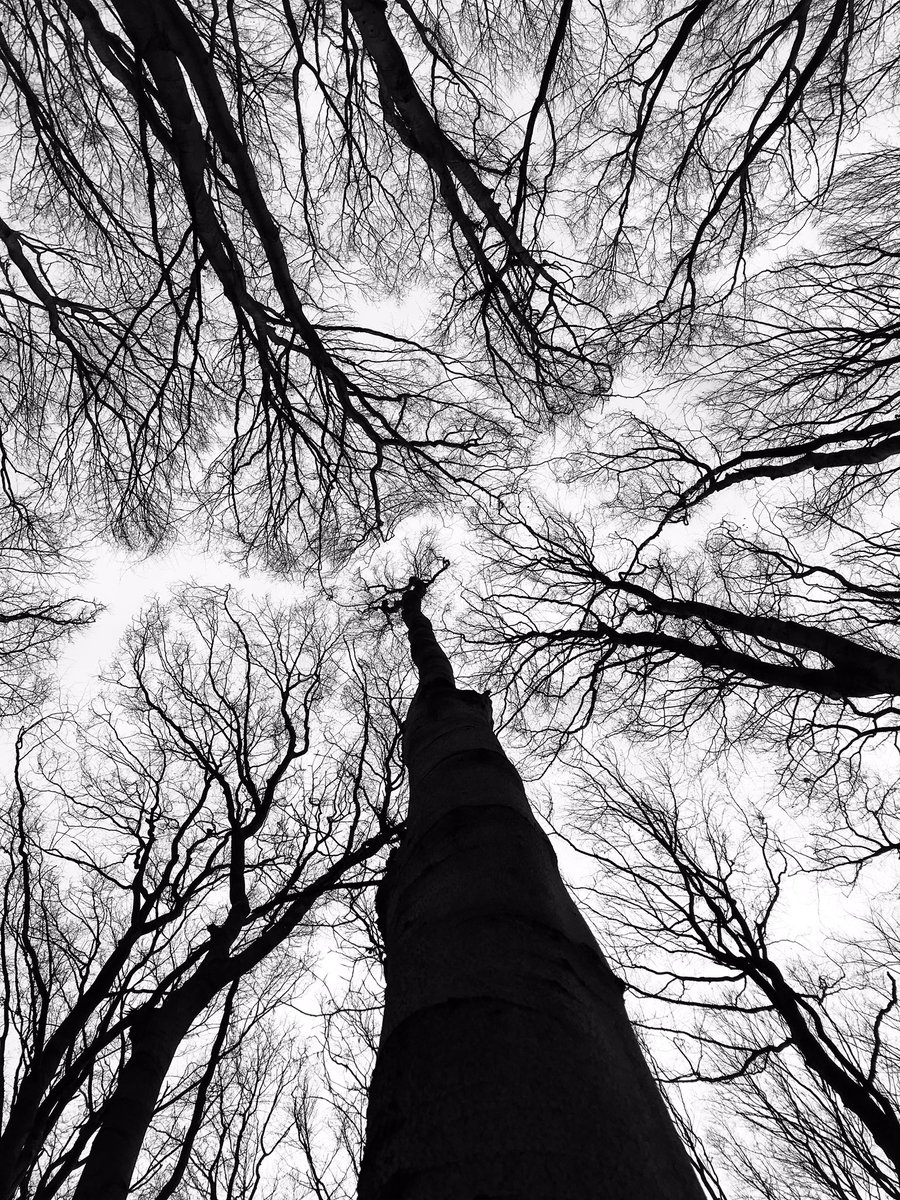 JosephStec's tweet photo. Hypnotizing trees during this morning’s socially distances walk and reading session.  #kyiv #trees #ukraine #CoronavirusPandemic #COVID @kyiv @UA_EUMission @Ukraine https://t.co/o6Ot1nXrBM