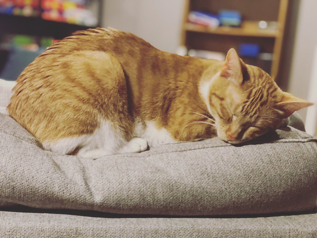 MagsAndrus's tweet photo. Rogers is showing us how to quarantine right (you know since their whole lives are spent in the house). #caturday https://t.co/5V3ECEZjWV