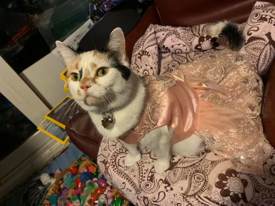 TorontoCatRescu's tweet photo. Keep your spirits up + get creative = cat dress-up!
Comment your results for us all to enjoy! Happy #Caturday!
#socialdistancingactivity #staysafe #CatsOfTwitter https://t.co/bnfXfrOgXT