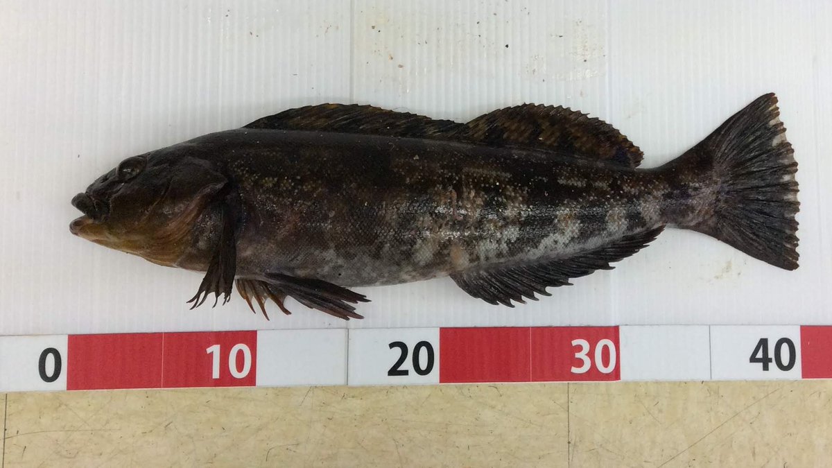 ট ইট র 魚速報 神奈川 うみかぜ公園でアイナメ41 落とし込み釣り 横須賀 T Co T1fbml5avg T Co Byo0cuzupz ট ইট র 魚速報 神奈川 うみかぜ公園でアイナメ41 落とし込み釣り 横須賀 T Co T1fbml5avg T Co Byo0cuzupz