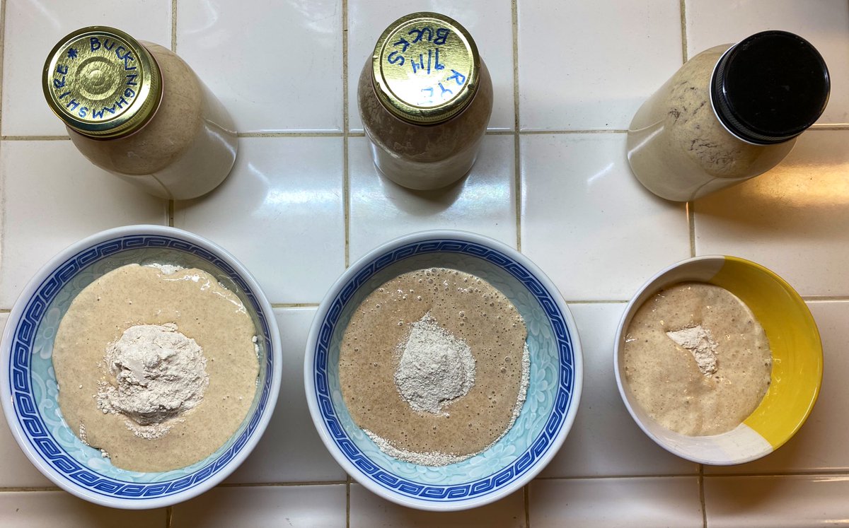  #QuarantineBakeIn I’m making three levains for three types of breads- a normal everyday sourdough (100% Emmer) a 100% Rye and an Old Kingdom “BDJ3.” You can see the colors are different, so are the aromas. The Egyptian yeast has a very distinct “nose.” (It’s smelly)