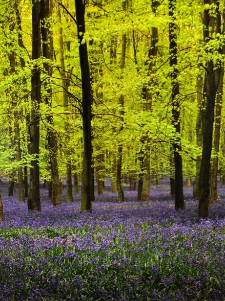 Today is #InternationalDayofForests 
Ireland is one of the most deforested countries in the world, and we need to change that. 
We have 11 woodland reserves around Ireland - and we WILL save and plant more!