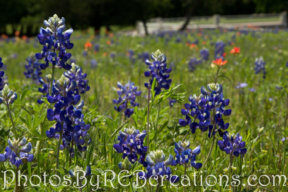 Writingmama01's tweet photo. #TEXAS #bluebonnets #travelphotography #traveling #spring #nature https://t.co/2njTzxAHqH