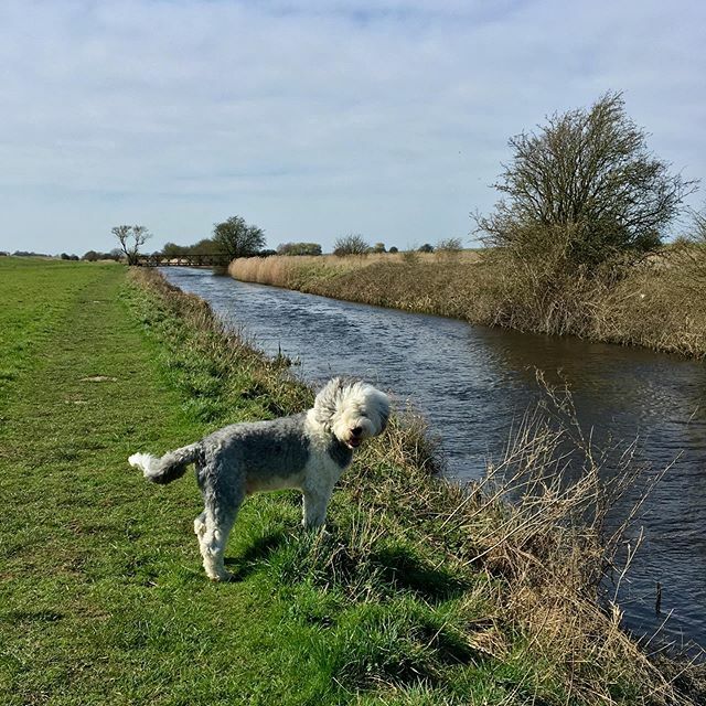 paulsimonthedog's tweet photo. Lovely day for it ☀️
.
.
.
#oldenglishsheepdog #oes #muttstagram #cambridgeshire #ukdogsofinsta #ukdogs #dailypet #countrydog #paulsimon #dogsofgreatbritain #muttsofinsta #sheepie #oldenglishsheepdogs #oldenglishsheepdoggram #fenland https://t.co/T87hZKhLp4 https://t.co/HQFe53aaLf