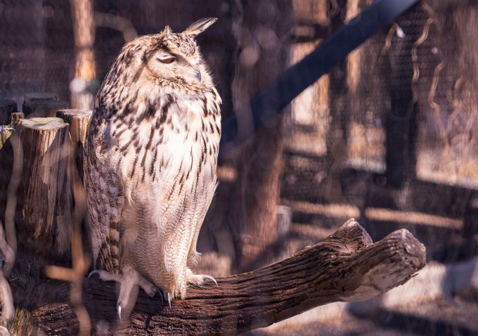 フクロウのtwitterイラスト検索結果 古い順