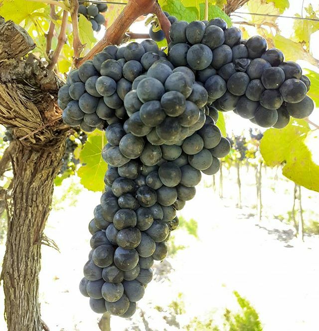 Tannat de la colina que dejamos madurar 15 días más para el EOLO 2020. 🤙❤🍷 ift.tt/3brsrjJ