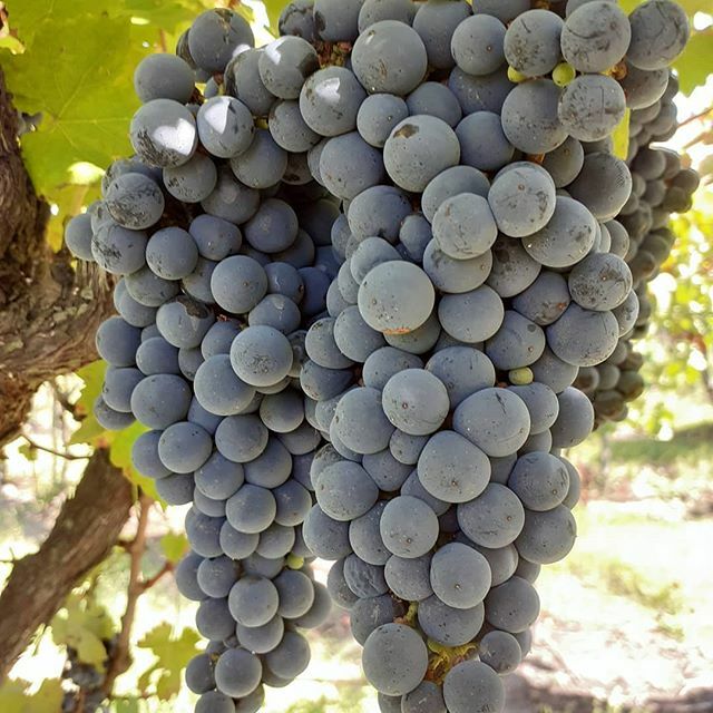 Ruby Caberner listo para cosechar 🤙❤🍷 ift.tt/3bgLqxg