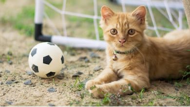 Larry the Cat tweet media