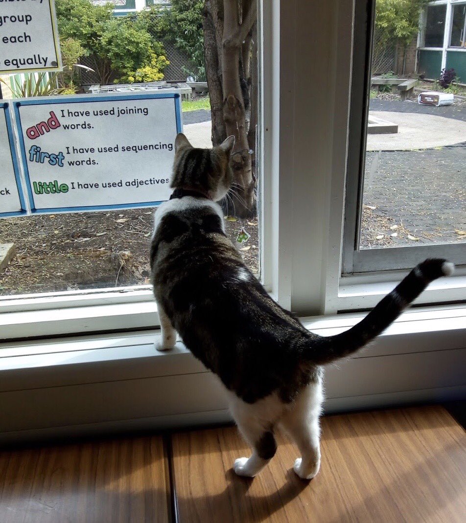 OutwoodsCat's tweet photo. It’s a lovely day. Fretful times but I hope the onset of Spring might lift people’s spirits a little. Mother Nature is working hard and the birds and squirrels around the school are busy nesting. I’m keeping a close eye on everything. #CatsOfTwitter #cats #Caturday https://t.co/f0bHJ9xQHr