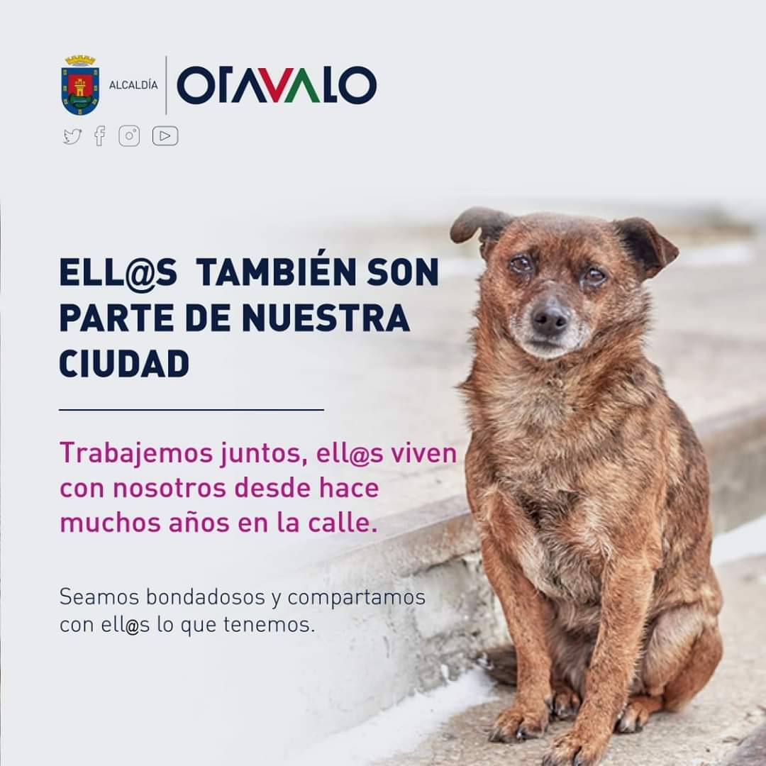 NellaIrigoyen's tweet photo. Muy bien Municipio de Otavalo 👏🏼 👏🏼 ellos también nos necesitan, es nuestra responsabilidad cuidarlos y proteger su vida. No los abandones 🐶 son parte de tu familia, y si ves en la calle a alguno dale comida y agua. #NoLosAbandones #Covid_19ec https://t.co/1PBvdoeqH5