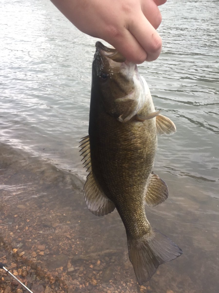HHS_Fish_Club's tweet photo. Shout out to Jessie for his nice catches at the New River this week. Fishing seems like a good activity to practice our #SocialDistancing 🎣🎣 https://t.co/aMpVgGyEyk