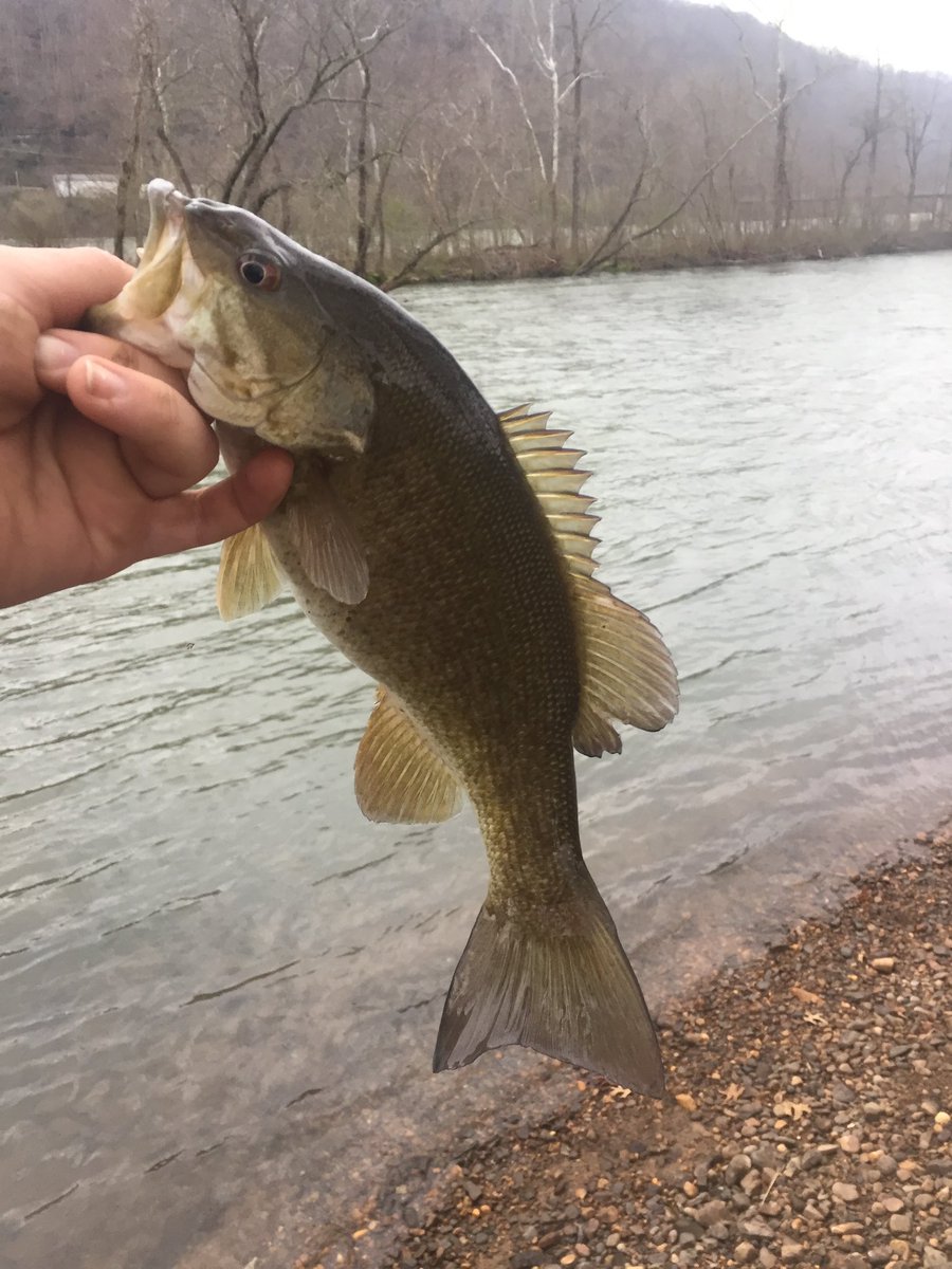 HHS_Fish_Club's tweet photo. Shout out to Jessie for his nice catches at the New River this week. Fishing seems like a good activity to practice our #SocialDistancing 🎣🎣 https://t.co/aMpVgGyEyk