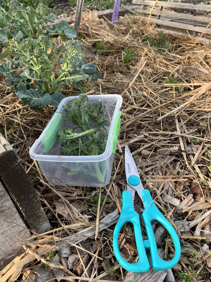 WDCGardener's tweet photo. Here is my weekly community garden report from my plot.
What are you planting this month in your edible garden? Any hidden treasures? #gardendc #rootingdc #dcgreen
See: https://t.co/4KCfWldEPw https://t.co/glNdJ0Nk6O