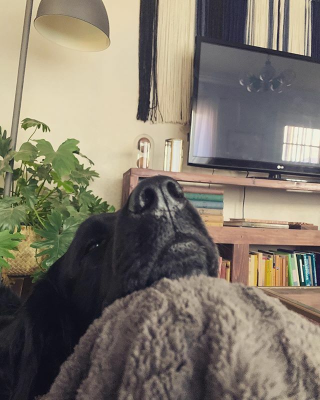 emilyread's tweet photo. Hey

_______________________________________________________ #slc #saltlakecity #saltcity #utah #utahisrad #801 #385 #realestate #realtor #kellerwilliams #kw #instagood #picoftheday #rescuedog #adoptdontshop #dude #dog #dogsofinstagram https://t.co/AFq791b0XT https://t.co/vwQajXuz0Q