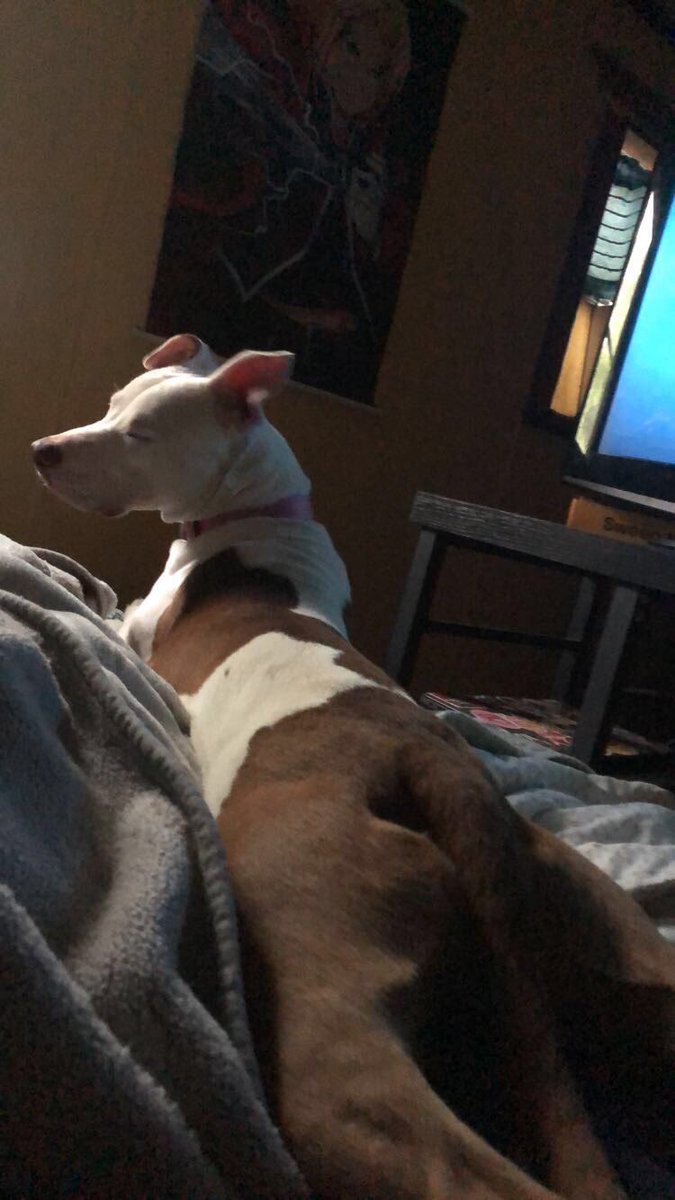 TheyCallMeCHONk's tweet photo. Its a wonderful day to lay down next to mom!
I hope everyone is safe and doing well! https://t.co/mhh0MTVN5c