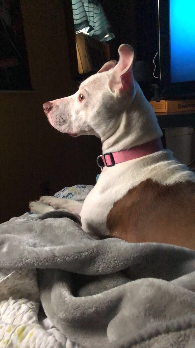 TheyCallMeCHONk's tweet photo. Its a wonderful day to lay down next to mom!
I hope everyone is safe and doing well! https://t.co/mhh0MTVN5c