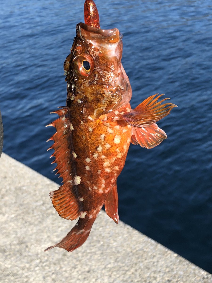 Uzivatel 黒ノ助 Na Twitteru 宇和海カサゴゲーム カウント40秒のディープボトムをスワールテールシャッドで攻める 3 8インチで大型を拾った後 2 8インチで数釣り ベイトサイズにピッタリみたい ちなみにベイティには反応なし インクスレーベル スワシャ