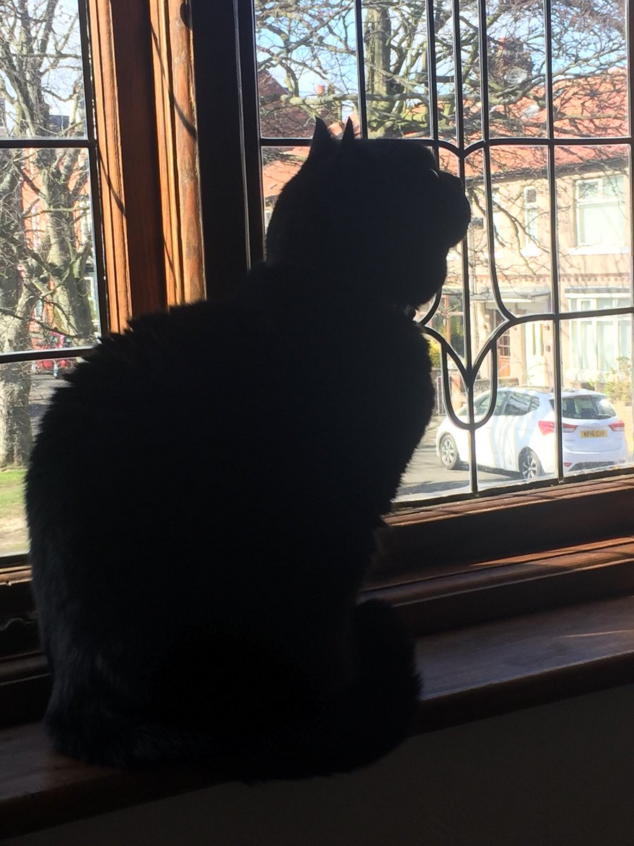 A beautiful silhouette 😻
#Caturday #CatsOfTwitter #blackcats #SaturdayMorning 🐾❤️🐾